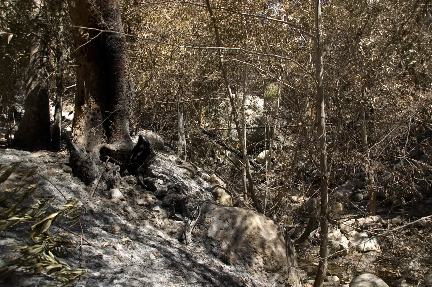 Mission Creek and Campbell Bridge after the Jesusita Fire