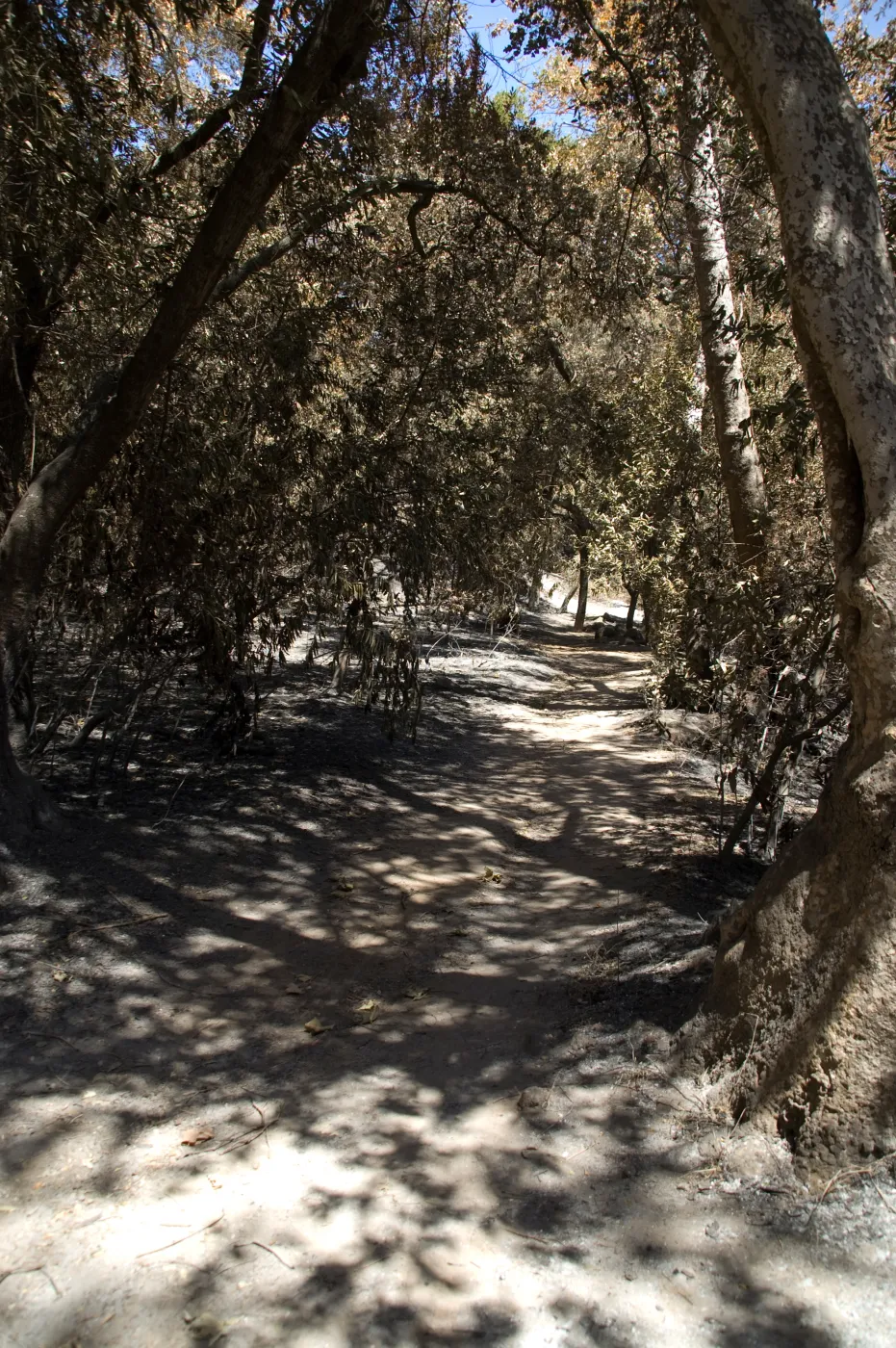 Canyon Trail after the Jesusita Fire