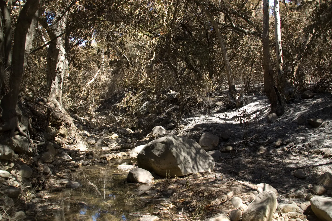 Mission Creek and Creek Trail after the Jesusita Fire