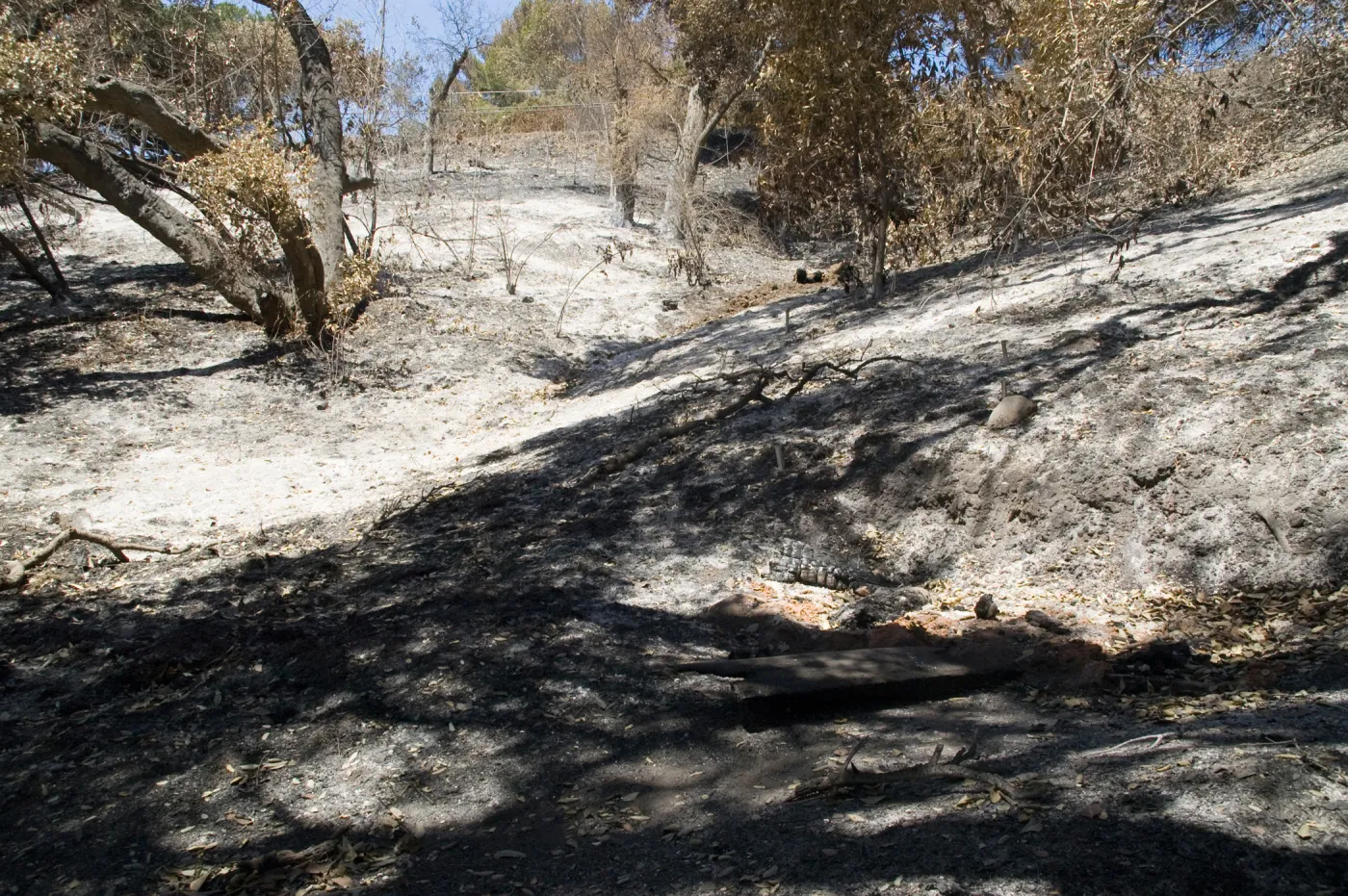 Mission Canyon slope below Tunnel Road after the Jesusita Fire