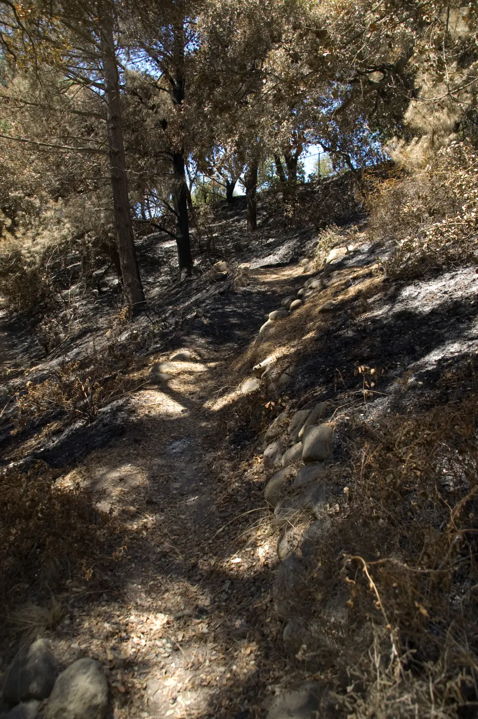 trail from Island Section to Tunnel Road after the Jesusita Fire