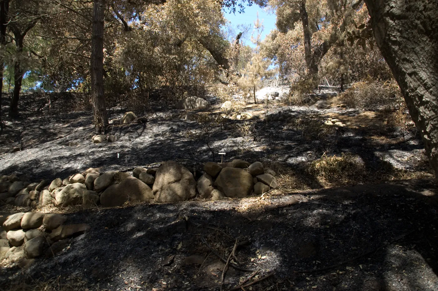 upper slope of Island Section after the Jesusita Fire