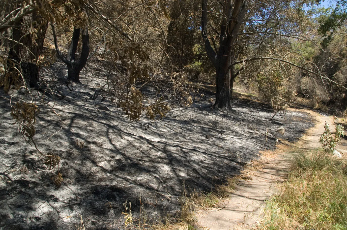 Island Section after the Jesusita Fire