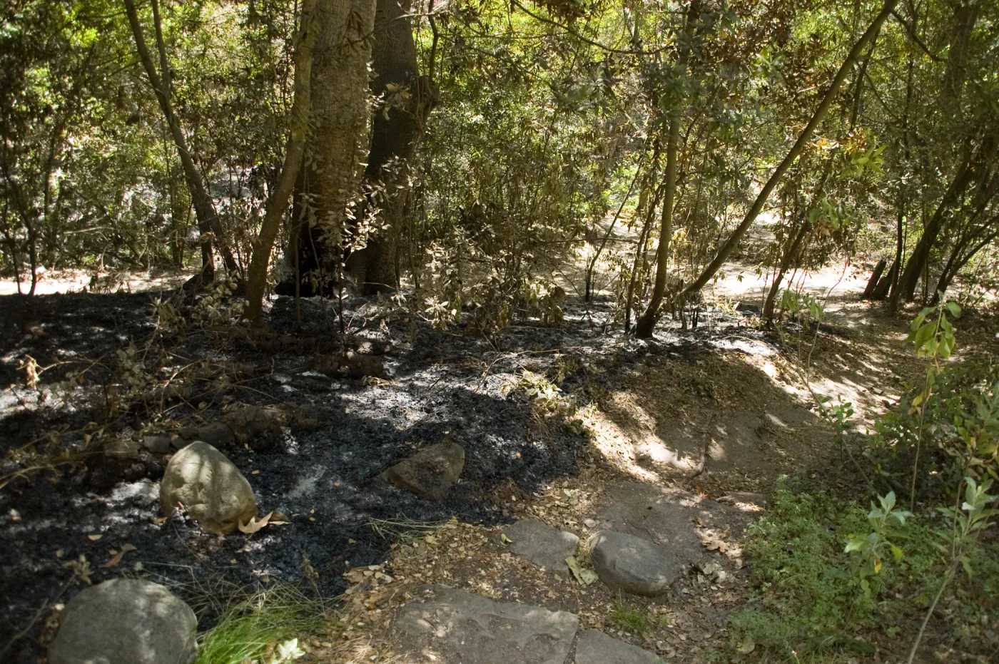 trail from Island Section to Canyon Trail along Mission Creek after the Jesusita Fire