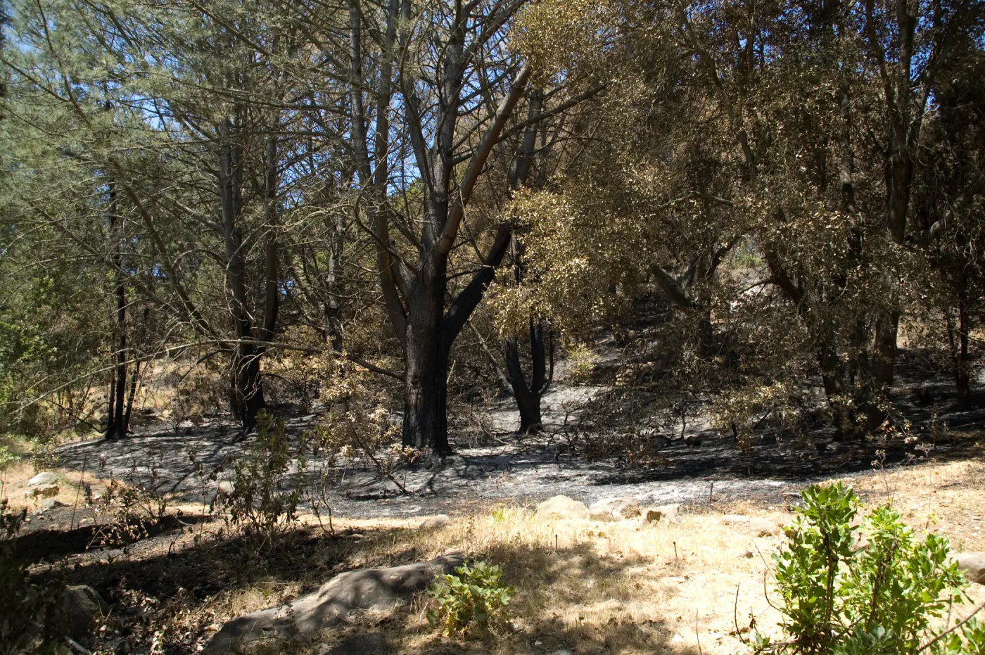 burned trees in Island Section after the Jesusita Fire