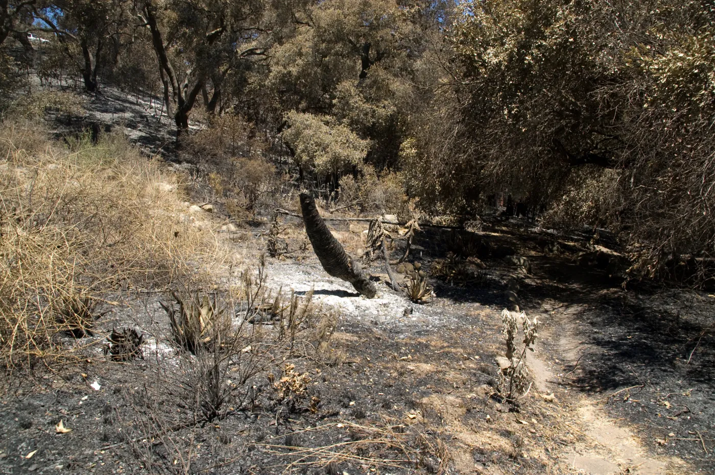 burned vegetation in the Island Section after the Jesusita Fire