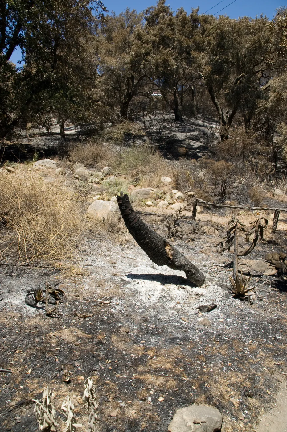 burned vegetation in Island Section, view to Tunnel Road, after the Jesusita Fire