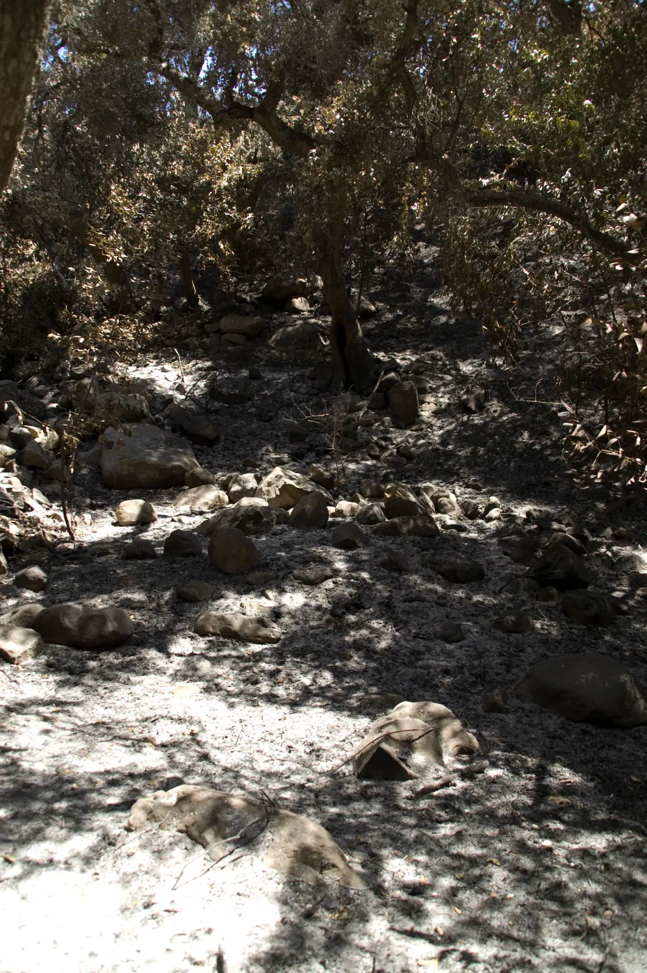 burned slope adjacent to Creek Trail after the Jesusita Fire