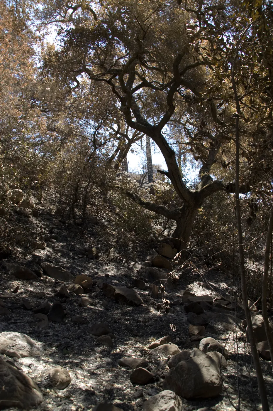 Campbell Trail slope after the Jesusita Fire