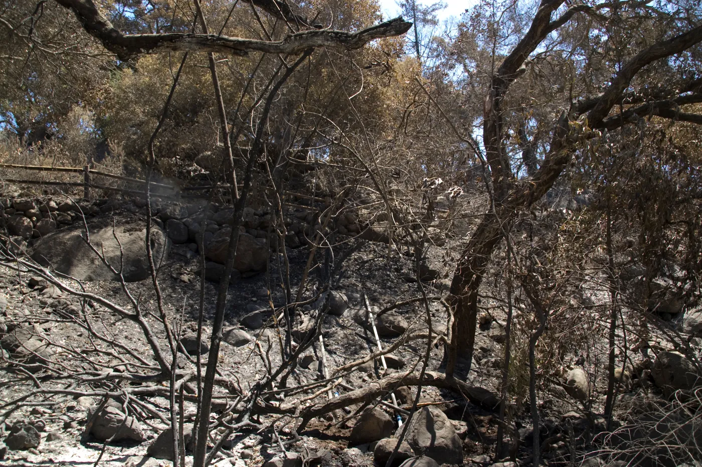 slope below Campbell Trail after the Jesusita Fire