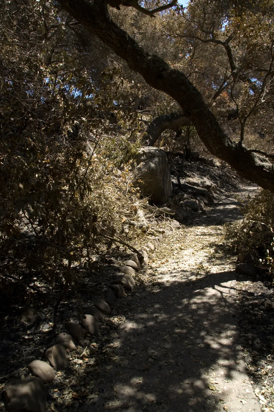 Campbell Trail after the Jesusita Fire