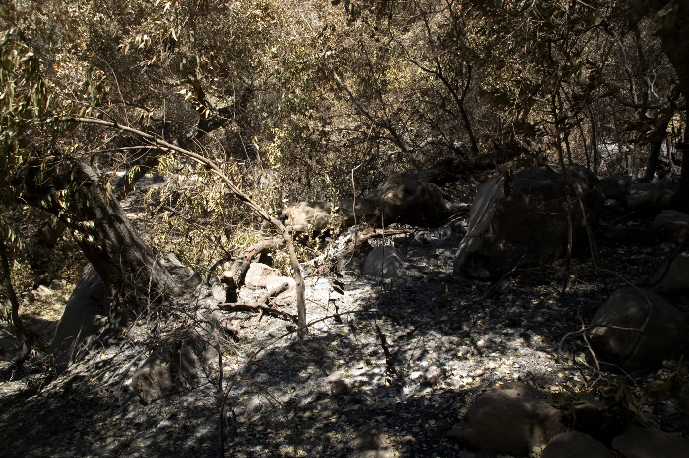burned canyon slope below Campbell Trail after the Jesusita Fire