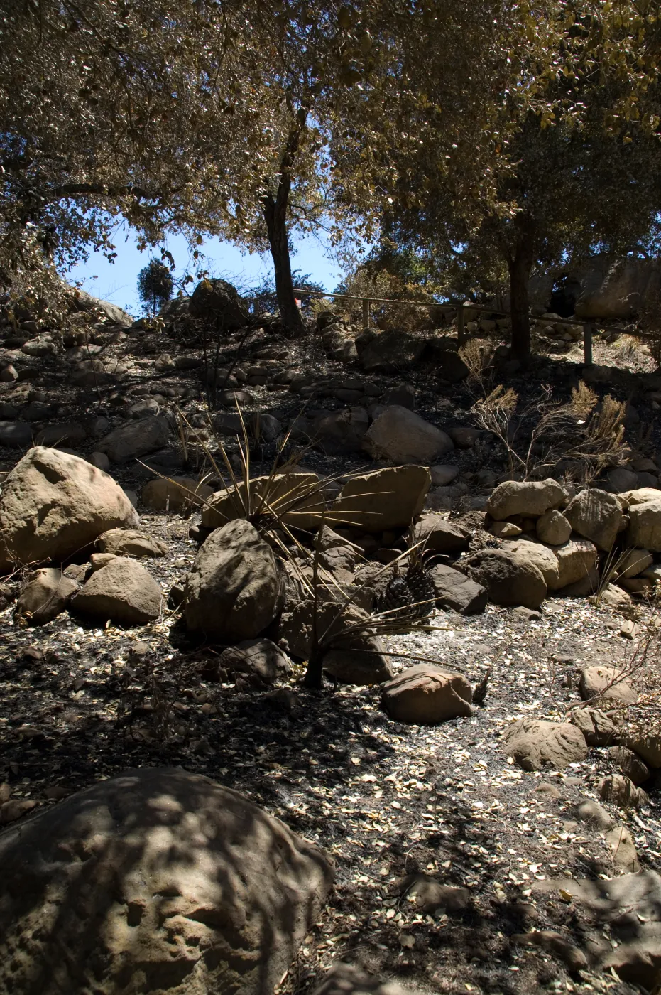 canyon slope between Campbell Traill and staircase to Meadow Oaks