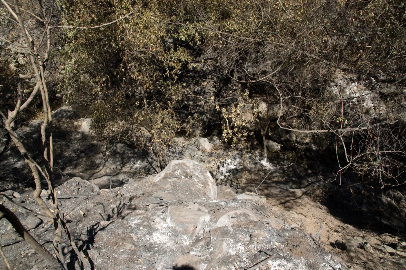 Santa Barbara Botanic Garden after the Jesusita Fire