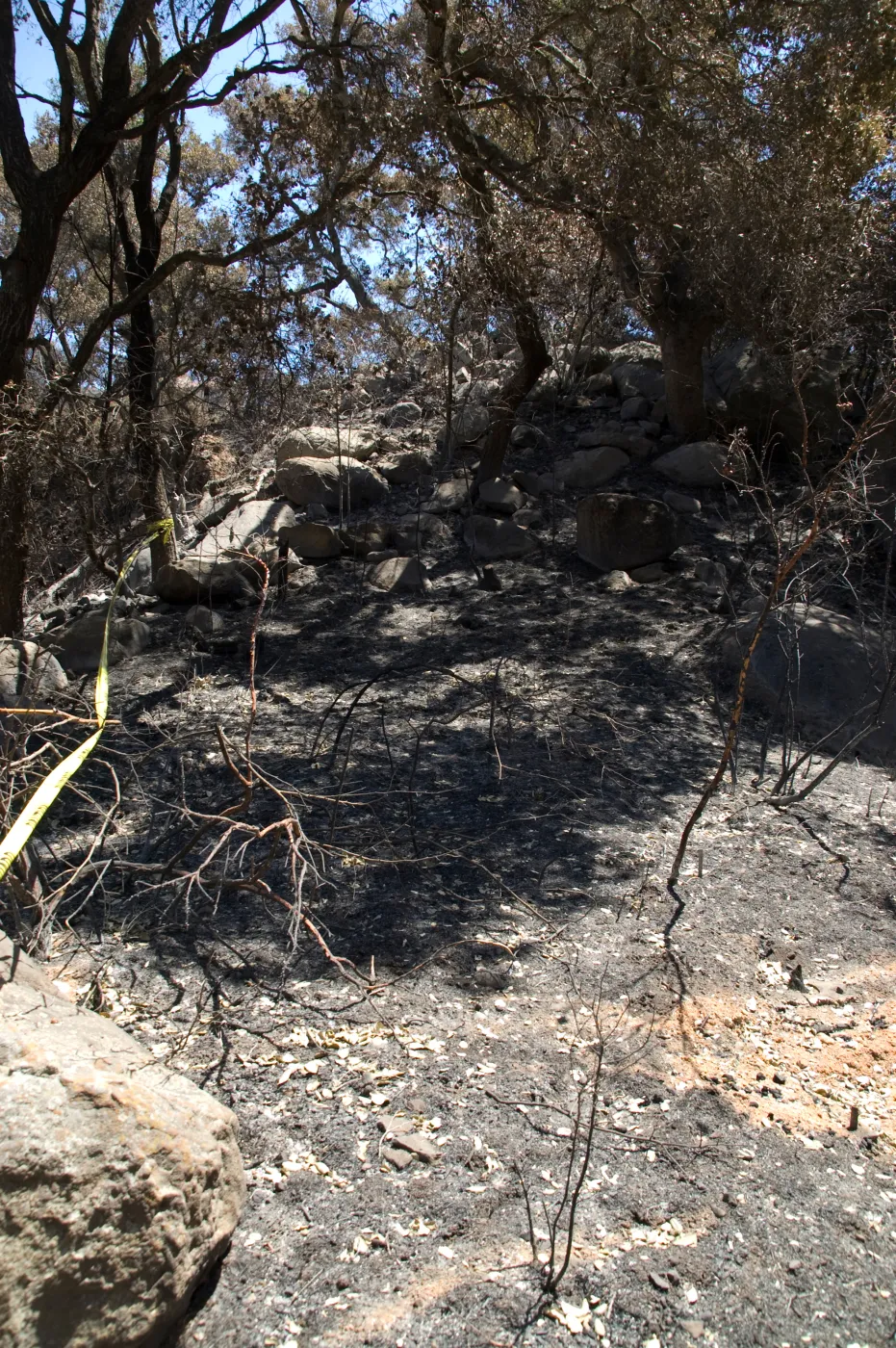 burned canyon slope below Meadow Oaks after the Jesusita Fire