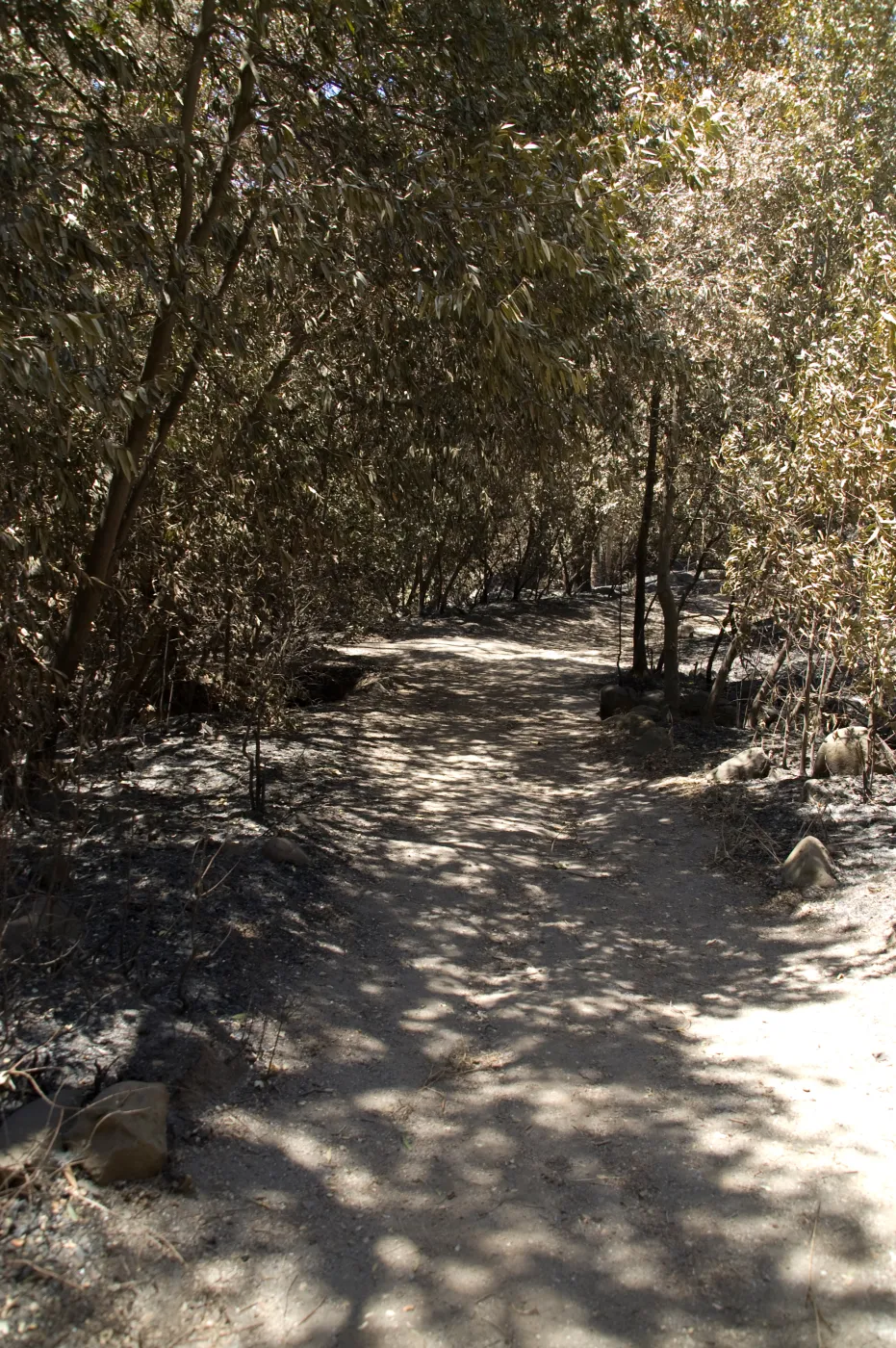 Canyon Trail after the Jesusita Fire