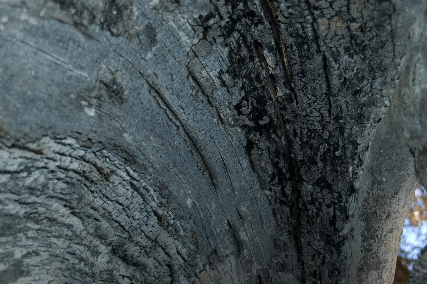 burned sycamore tree trunk after the Jesusita Fire