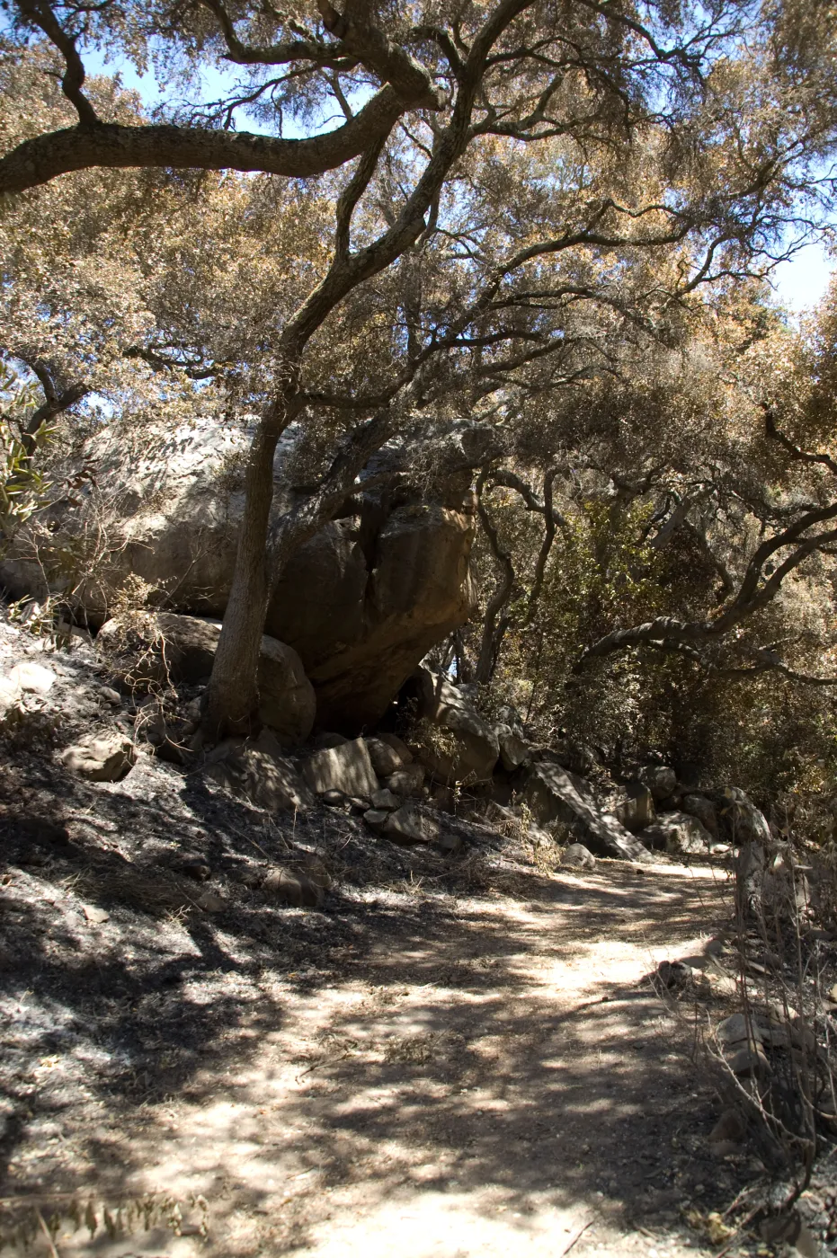 Canyon Trail after the Jesusita Fire