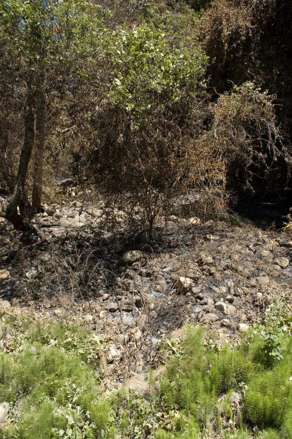 center of Mission Creek above Mission Dam after the Jesusita Fire