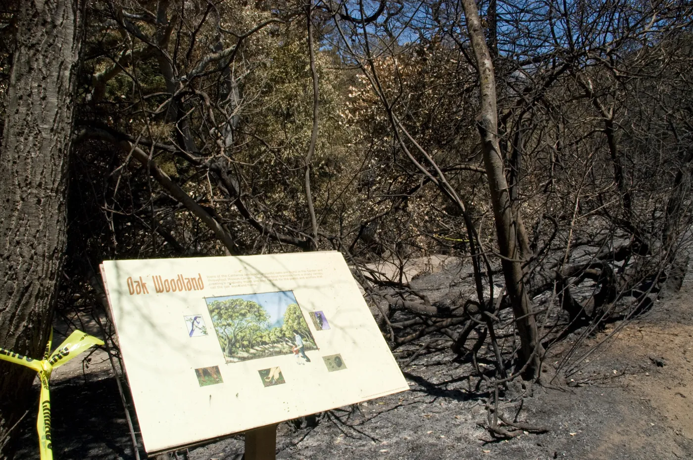 Oak Woodland sign in burned Woodland Trail section after the Jesusita Fire
