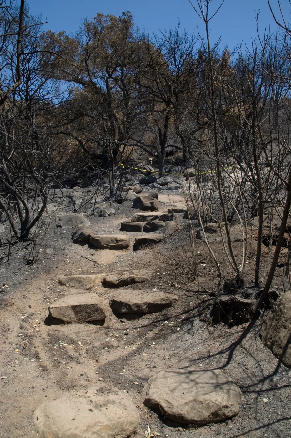 burned vegetation and stone steps on Woodland Trail after the Jesusita Fire