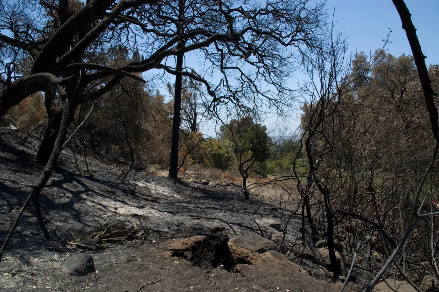 burned tree stump on Woodland Trail after the Jesusita Fire