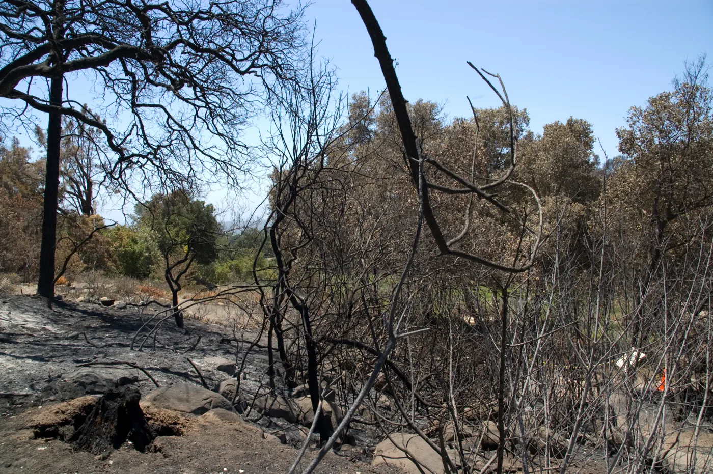 Burned tree on Woodland Trail after the Jesusita Fire