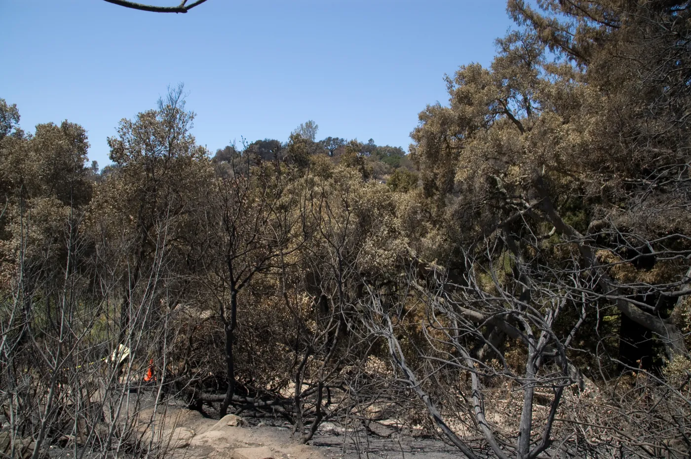 SBBG Woodland Section after the Jesusita Fire
