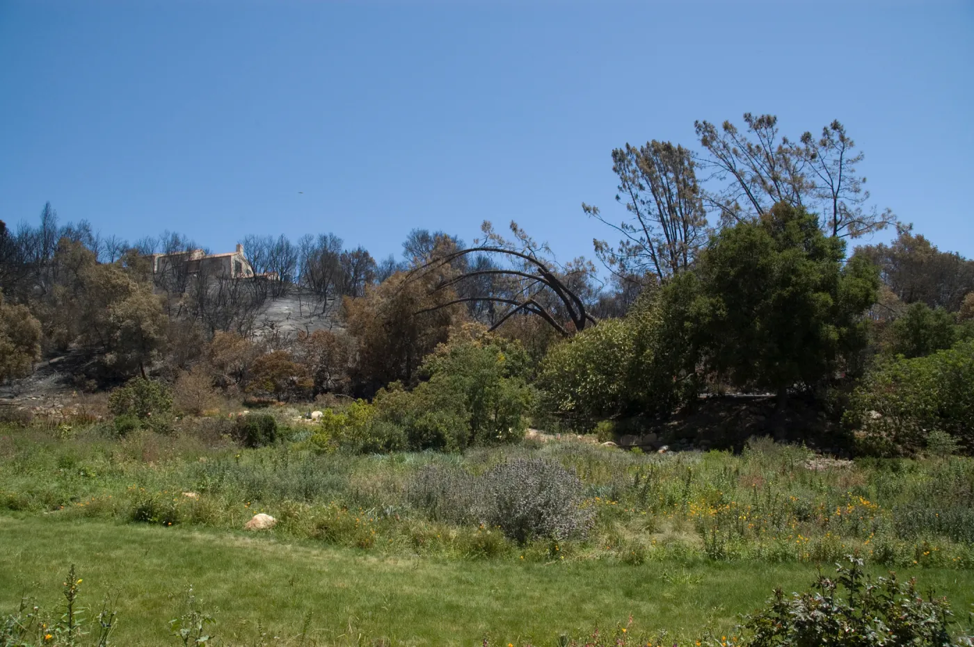 Meadow and view of neighboring home off of Mission Canyon Road after the Jesusita Fire