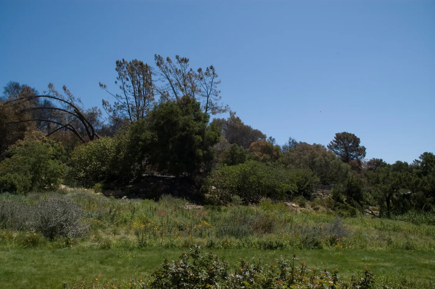 Meadow and view of burned area along mission Canyon Road after the Jesusita Fire