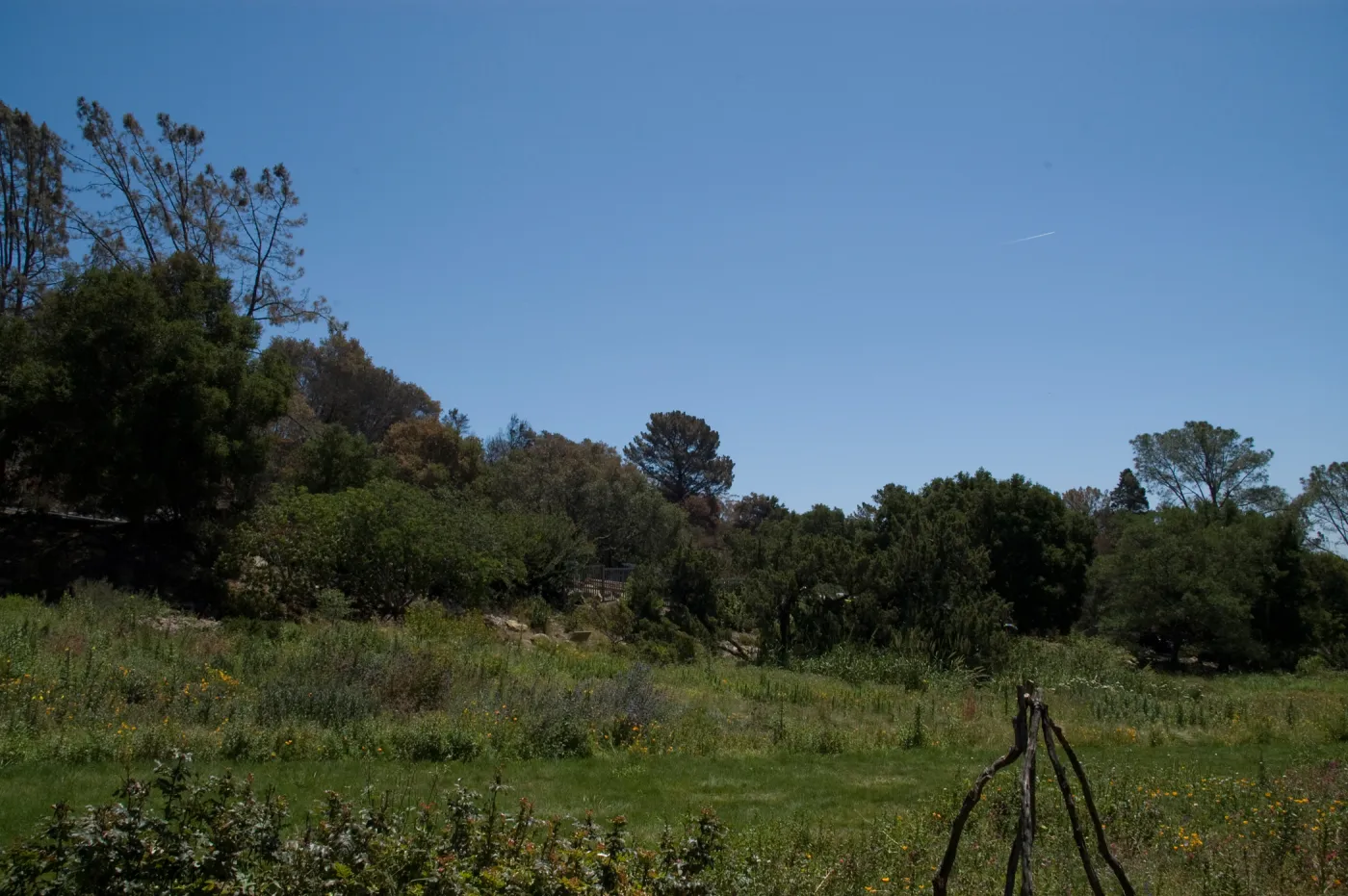 Meadow after the Jesusita Fire
