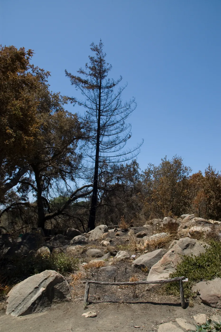 burned area between the Meadow Oaks and the Orchid Display after the Jesusita Fire