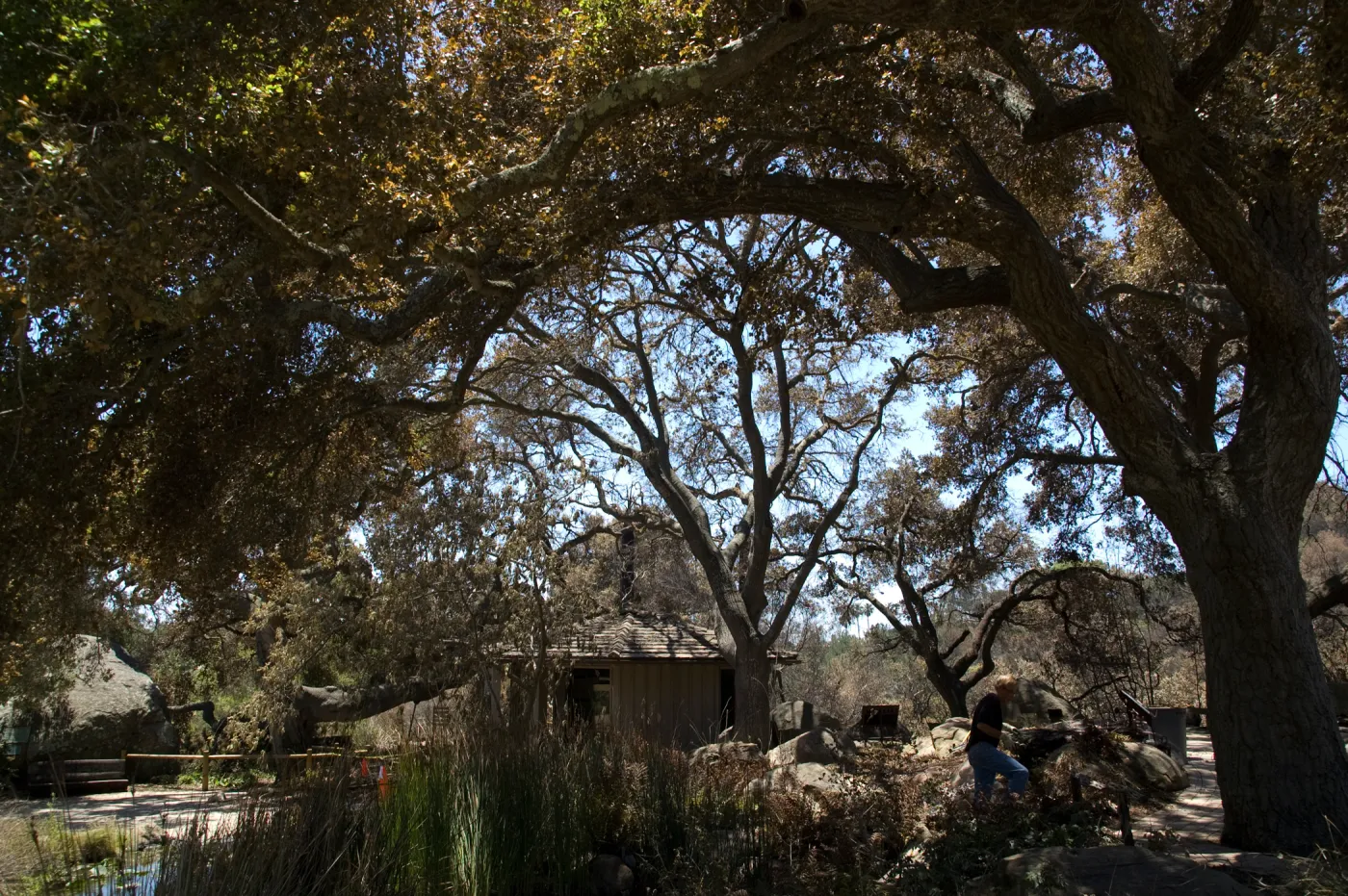 burned area under the Meadow Oaks after the Jesusita Fire