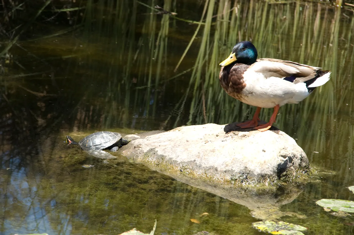 turtle and duck in the pond after the Jesusita Fire