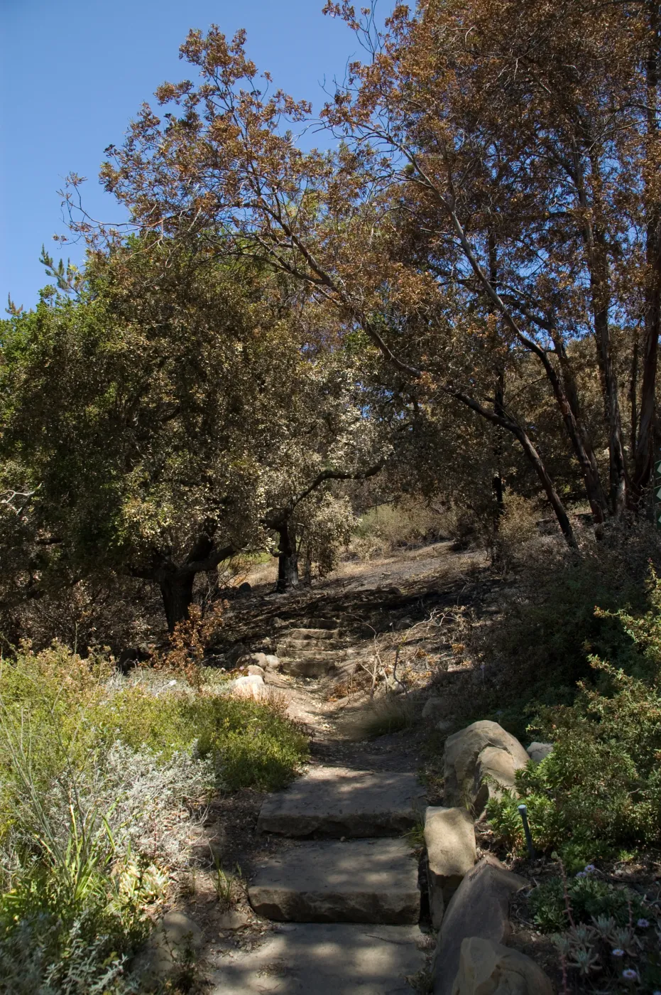 stone steps to the Porter Trail after the Jesusita Fire, looking north-east