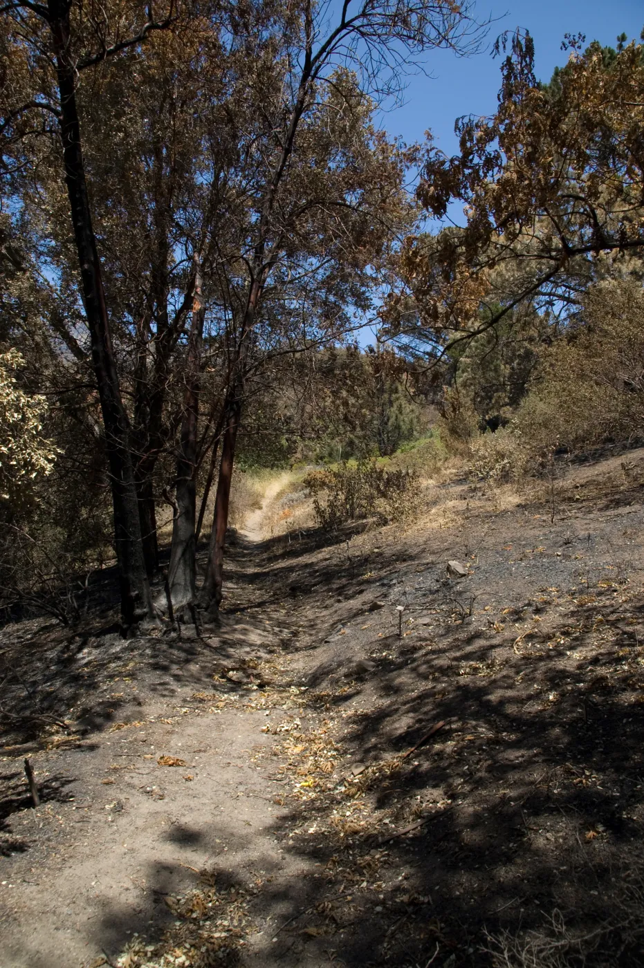 Porter Trail, mid-slope, after the Jesusita Fire