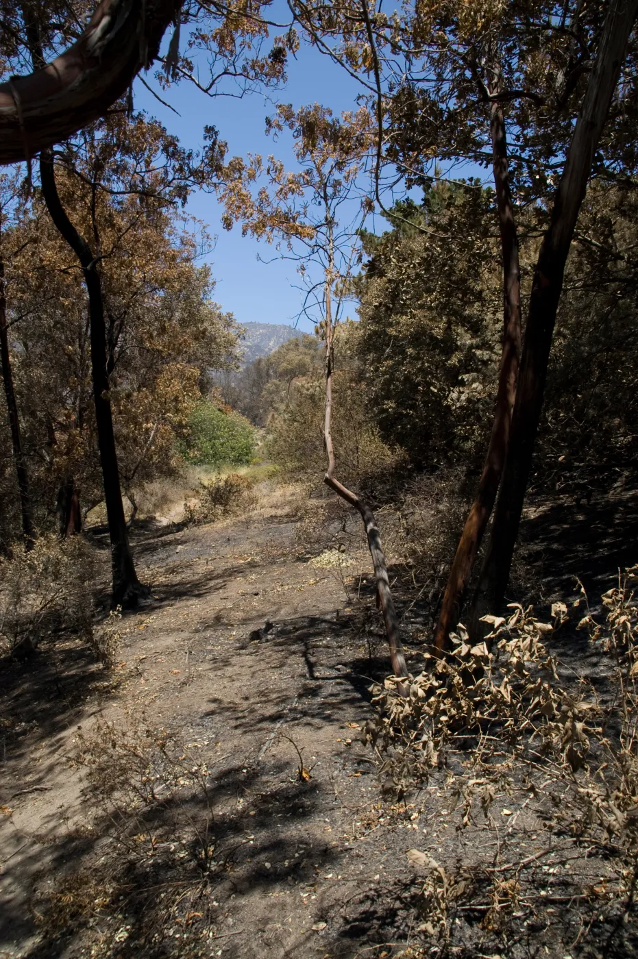 Cypress section after the Jesusita Fire