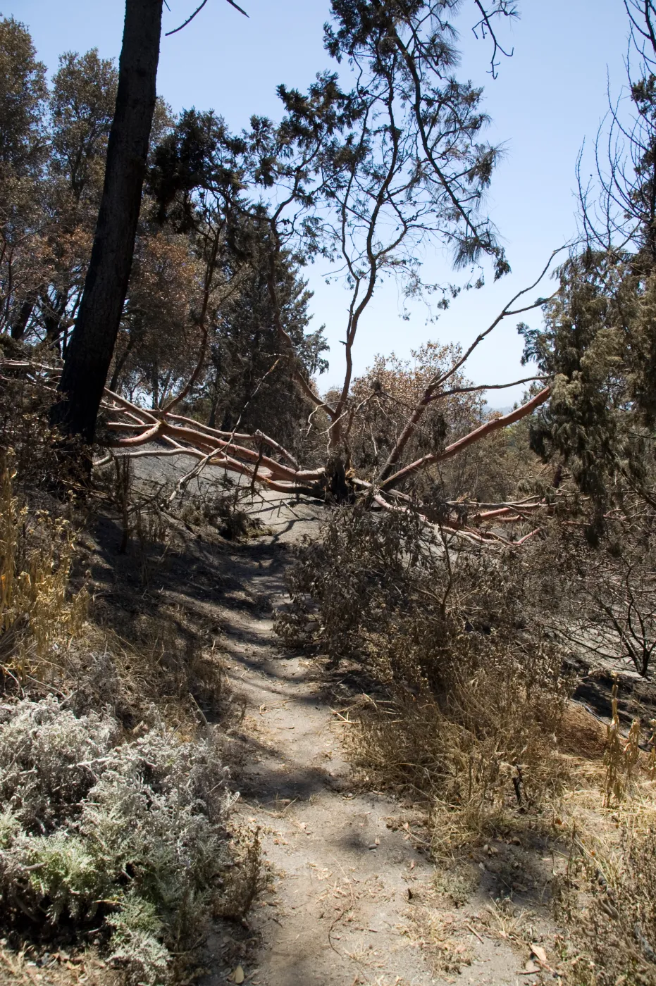 Porter Trail, mid-slope, with fallen Cypress, after the Jesusita Fire