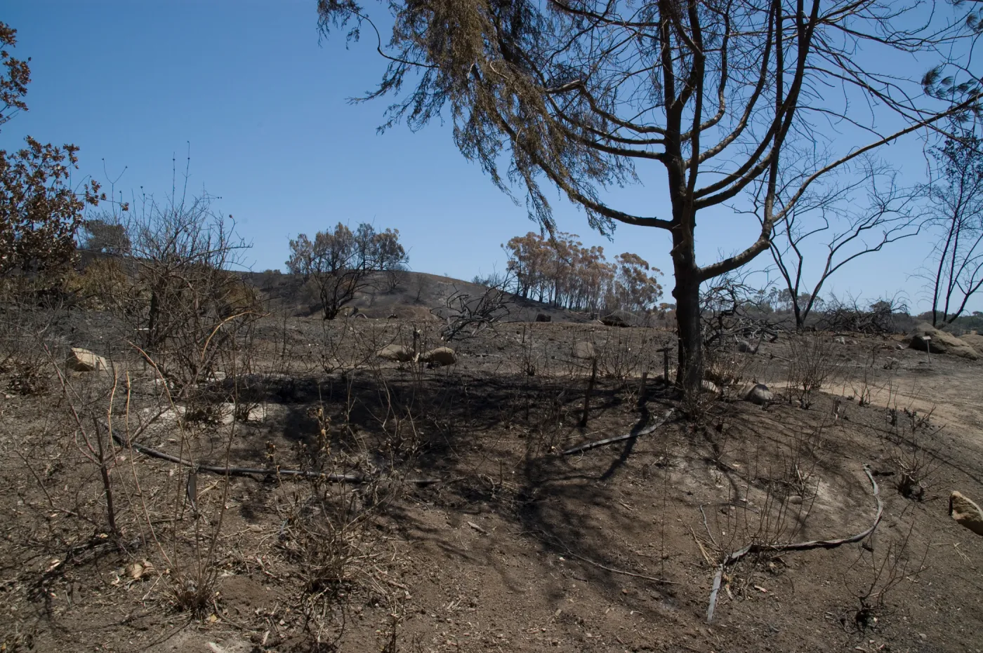 burned Porter Trail slope after the Jesusita Fire