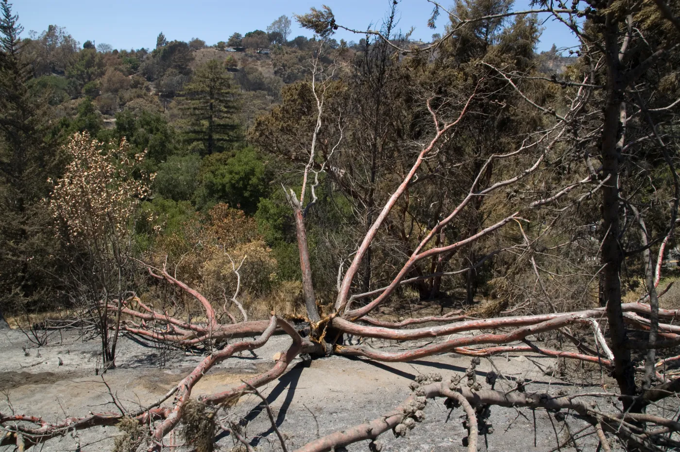 burned Cypress, Cupressus forbesii, after the Jesusita Fire