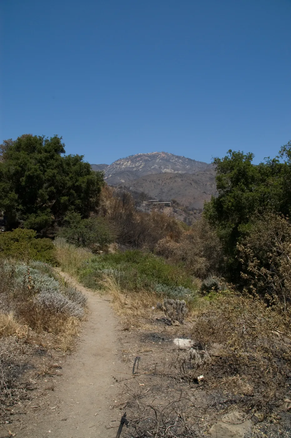 Porter Trail with Santa Ynez mountians behind, after the Jesusita Fire