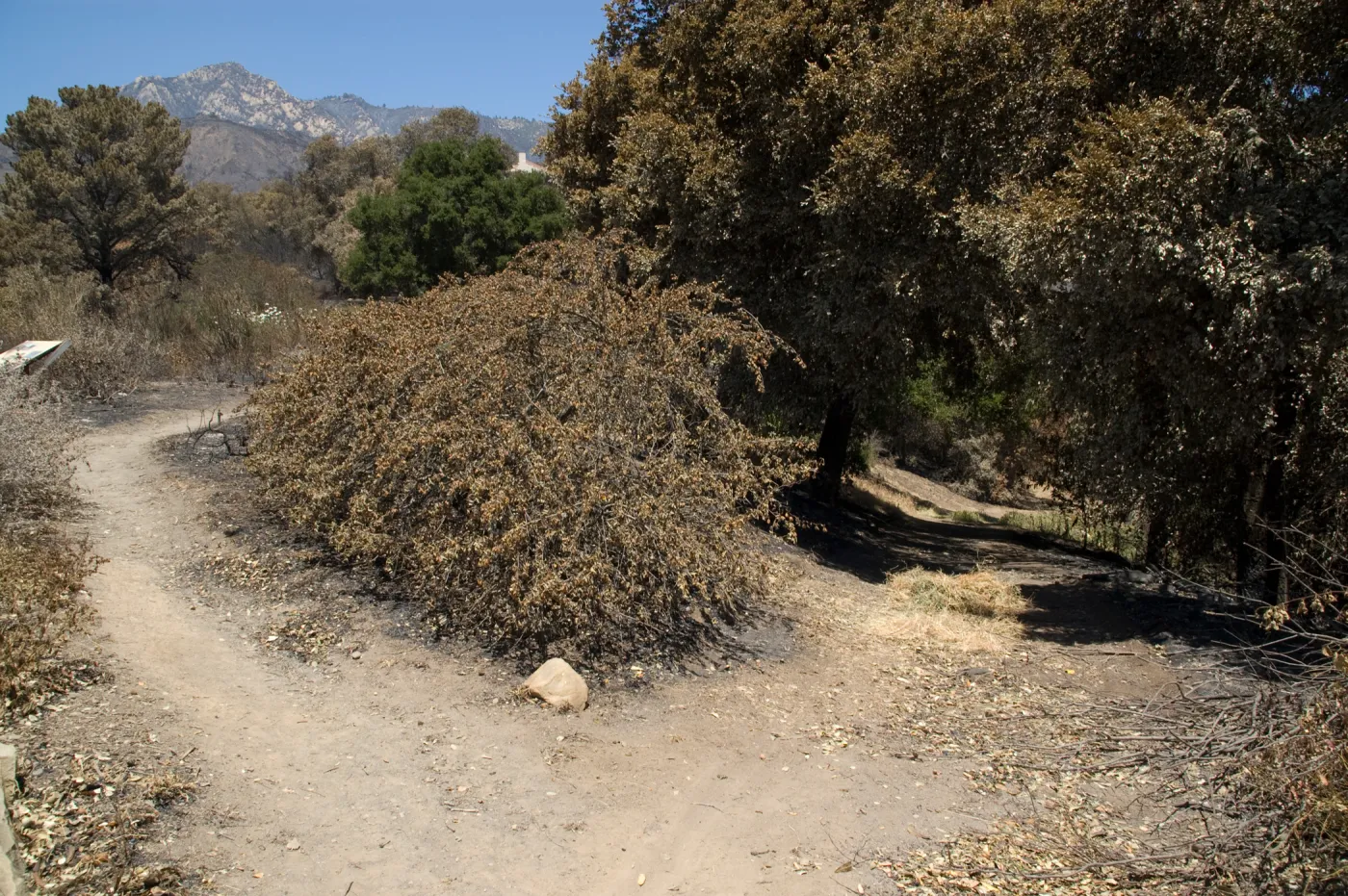 Porter Trail at intersection with trail to East Slope, after the Jesusita Fire