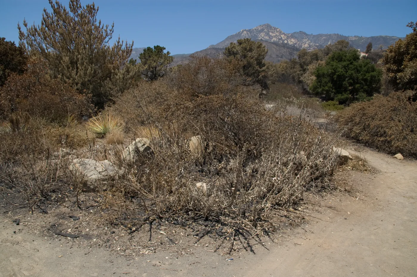 Santa Barbara Botanic Garden after the Jesusita Fire