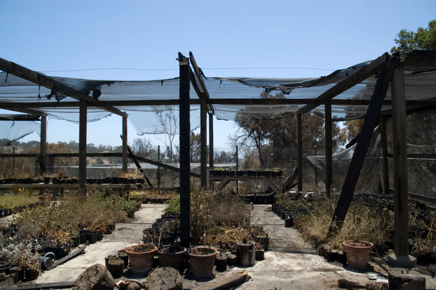 potted plants burned at the Horticulture Nursery growing area, after the Jesusita Fire