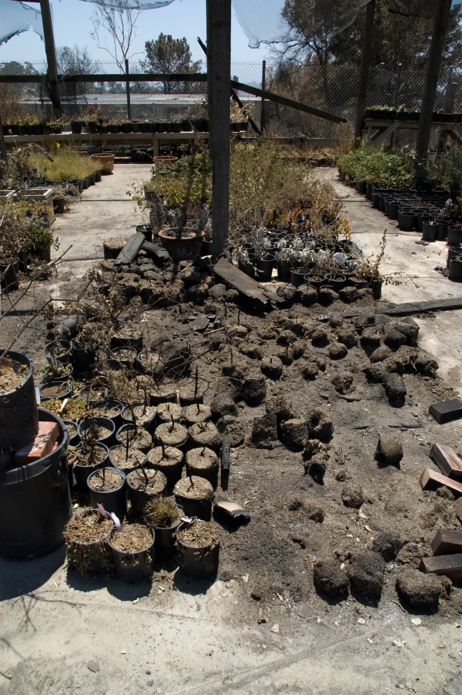 potted plants burned by the Jesusita Fire