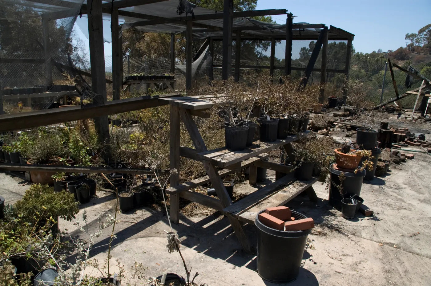 potted plants burned by the Jesusita Fire