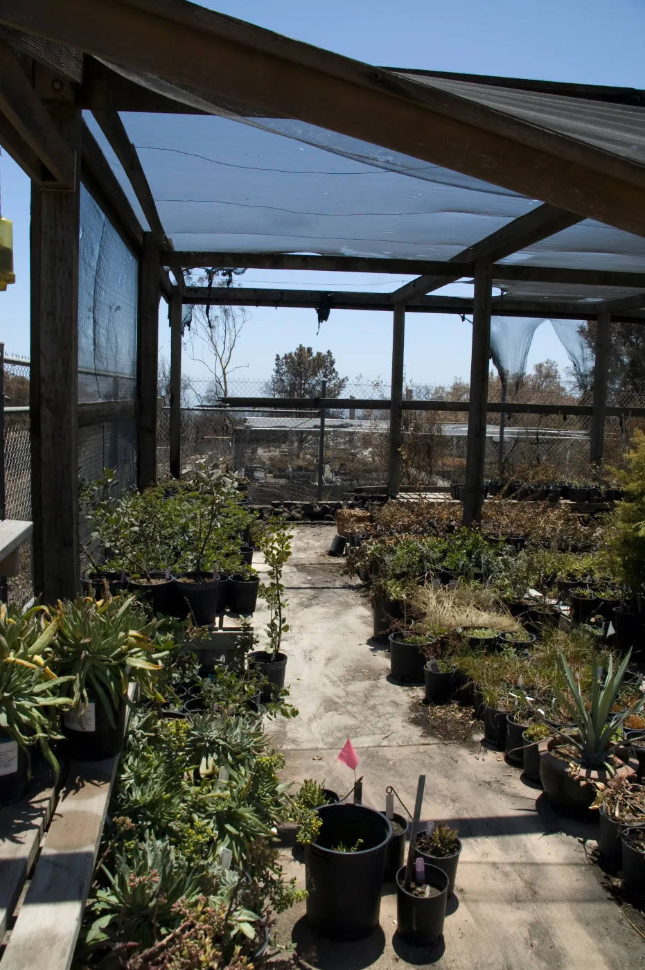 potted plants inside the Horticulture Nursery growing area, after the Jesusita Fire
