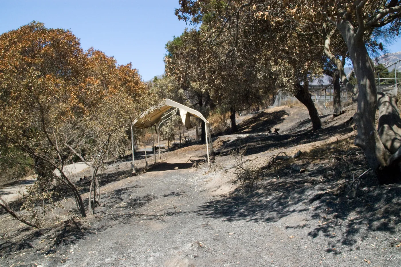 burned slope adjacent to the Children's Garden, after the Jesusita Fire