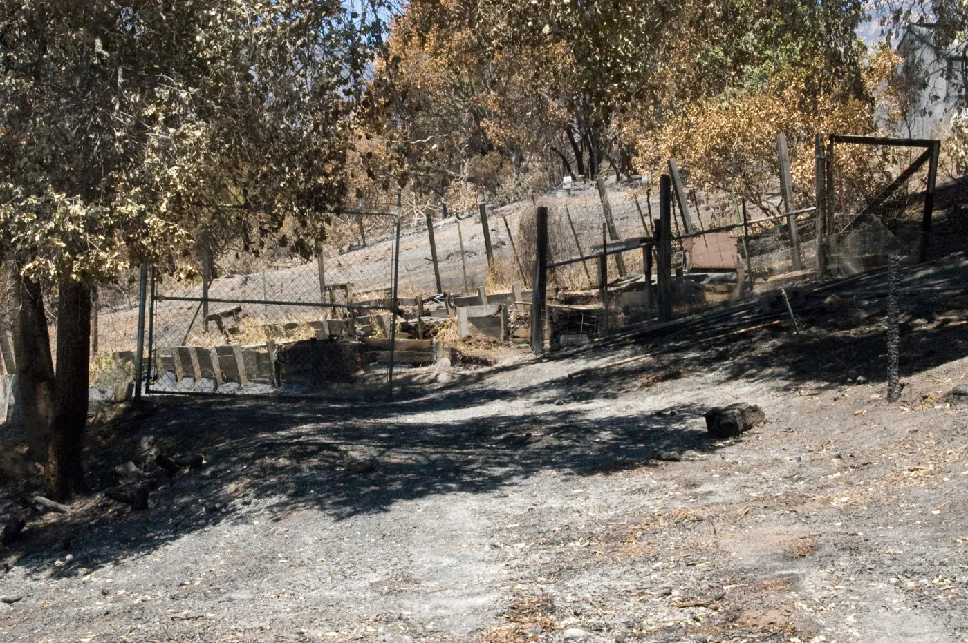 Children's Garden, after the Jesusita Fire