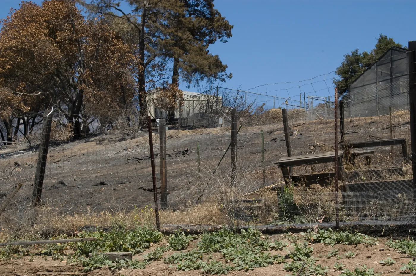 Cypress Section, Hort Unit and Children's Garden area, after the Jesusita Fire